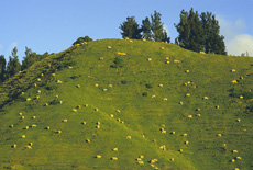 Schafe auf Hügel