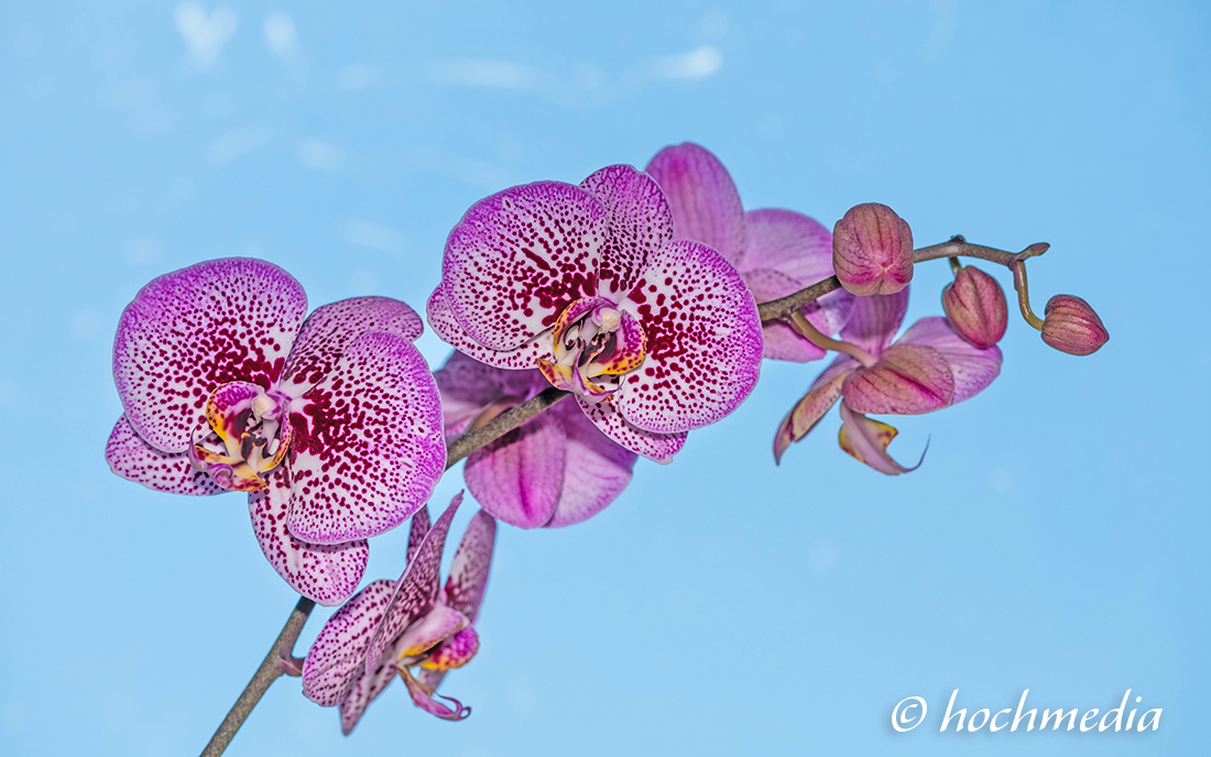 Phalaenopsis